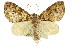 (Crasilogia - 11ANIC-07760)  @15 [ ] CreativeCommons - Attribution (2011) ANIC/CBG Photography Group Centre for Biodiversity Genomics