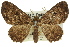  ( - 11ANIC-07761)  @11 [ ] CreativeCommons - Attribution (2011) ANIC/CBG Photography Group Centre for Biodiversity Genomics