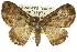  ( - 11ANIC-07764)  @11 [ ] CreativeCommons - Attribution (2011) ANIC/CBG Photography Group Centre for Biodiversity Genomics