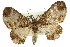  ( - 11ANIC-07765)  @11 [ ] CreativeCommons - Attribution (2011) ANIC/CBG Photography Group Centre for Biodiversity Genomics