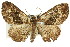  ( - 11ANIC-07766)  @11 [ ] CreativeCommons - Attribution (2011) ANIC/CBG Photography Group Centre for Biodiversity Genomics