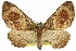  (Scotocyma - 11ANIC-07770)  @15 [ ] CreativeCommons - Attribution (2011) ANIC/CBG Photography Group Centre for Biodiversity Genomics