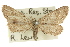  (Eremodorea - 11ANIC-07777)  @14 [ ] CreativeCommons - Attribution (2011) ANIC/CBG Photography Group Centre for Biodiversity Genomics