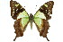  ( - 11ANIC-07836)  @15 [ ] CreativeCommons - Attribution (2011) ANIC/CBG Photography Group Centre for Biodiversity Genomics