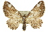  (Eccymatoge - 11ANIC-07888)  @15 [ ] CreativeCommons - Attribution (2011) ANIC/CBG Photography Group Centre for Biodiversity Genomics