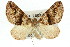  ( - 11ANIC-07891)  @11 [ ] CreativeCommons - Attribution (2011) ANIC/CBG Photography Group Centre for Biodiversity Genomics