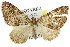  ( - 11ANIC-07893)  @14 [ ] CreativeCommons - Attribution (2011) ANIC/CBG Photography Group Centre for Biodiversity Genomics