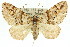  (Heterochasta conglobata - 11ANIC-07895)  @15 [ ] CreativeCommons - Attribution (2011) ANIC/CBG Photography Group Centre for Biodiversity Genomics