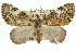  ( - 11ANIC-07897)  @14 [ ] CreativeCommons - Attribution (2011) ANIC/CBG Photography Group Centre for Biodiversity Genomics
