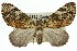  ( - 11ANIC-07898)  @11 [ ] CreativeCommons - Attribution (2011) ANIC/CBG Photography Group Centre for Biodiversity Genomics