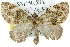 ( - 11ANIC-07899)  @11 [ ] CreativeCommons - Attribution (2011) ANIC/CBG Photography Group Centre for Biodiversity Genomics