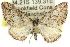  ( - 11ANIC-07901)  @15 [ ] CreativeCommons - Attribution (2011) ANIC/CBG Photography Group Centre for Biodiversity Genomics