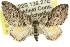  (Hypycnopa - 11ANIC-07902)  @15 [ ] CreativeCommons - Attribution (2011) ANIC/CBG Photography Group Centre for Biodiversity Genomics