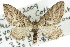  ( - 11ANIC-07903)  @15 [ ] CreativeCommons - Attribution (2011) ANIC/CBG Photography Group Centre for Biodiversity Genomics