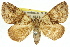  (Polyclysta - 11ANIC-07905)  @15 [ ] CreativeCommons - Attribution (2011) ANIC/CBG Photography Group Centre for Biodiversity Genomics