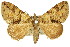  ( - 11ANIC-07906)  @14 [ ] CreativeCommons - Attribution (2011) ANIC/CBG Photography Group Centre for Biodiversity Genomics