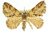  ( - 11ANIC-07907)  @11 [ ] CreativeCommons - Attribution (2011) ANIC/CBG Photography Group Centre for Biodiversity Genomics