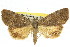  (Aucha triphaenoides - 11ANIC-07913)  @15 [ ] CreativeCommons - Attribution (2011) ANIC/CBG Photography Group Centre for Biodiversity Genomics