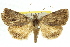  ( - 11ANIC-07914)  @14 [ ] CreativeCommons - Attribution (2011) ANIC/CBG Photography Group Centre for Biodiversity Genomics