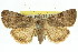 ( - 11ANIC-07917)  @15 [ ] CreativeCommons - Attribution (2011) ANIC/CBG Photography Group Centre for Biodiversity Genomics