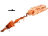  ( - 11ANIC-09151)  @11 [ ] CreativeCommons - Attribution (2019) CBG Photography Group Centre for Biodiversity Genomics