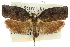  ( - 11ANIC-09227)  @11 [ ] CreativeCommons - Attribution (2011) ANIC/CBG Photography Group Centre for Biodiversity Genomics