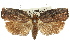  ( - 11ANIC-09229)  @11 [ ] CreativeCommons - Attribution (2011) ANIC/CBG Photography Group Centre for Biodiversity Genomics