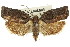  ( - 11ANIC-09230)  @11 [ ] CreativeCommons - Attribution (2011) ANIC/CBG Photography Group Centre for Biodiversity Genomics