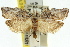  ( - 11ANIC-09234)  @13 [ ] CreativeCommons - Attribution (2011) ANIC/CBG Photography Group Centre for Biodiversity Genomics