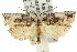  (Lophobela - 11ANIC-09235)  @15 [ ] CreativeCommons - Attribution (2011) ANIC/CBG Photography Group Centre for Biodiversity Genomics
