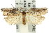  ( - 11ANIC-09236)  @13 [ ] CreativeCommons - Attribution (2011) ANIC/CBG Photography Group Centre for Biodiversity Genomics