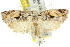  ( - 11ANIC-09272)  @15 [ ] CreativeCommons - Attribution (2011) ANIC/CBG Photography Group Centre for Biodiversity Genomics