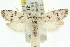  ( - 11ANIC-09309)  @13 [ ] CreativeCommons - Attribution (2011) ANIC/CBG Photography Group Centre for Biodiversity Genomics