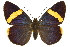  ( - 11ANIC-08019)  @11 [ ] CreativeCommons - Attribution (2011) ANIC/CBG Photography Group Centre for Biodiversity Genomics