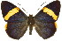  ( - 11ANIC-08021)  @11 [ ] CreativeCommons - Attribution (2011) ANIC/CBG Photography Group Centre for Biodiversity Genomics
