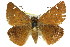  ( - 11ANIC-08030)  @13 [ ] CreativeCommons - Attribution (2011) ANIC/CBG Photography Group Centre for Biodiversity Genomics
