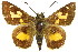  ( - 11ANIC-08037)  @11 [ ] CreativeCommons - Attribution (2011) ANIC/CBG Photography Group Centre for Biodiversity Genomics