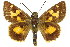  ( - 11ANIC-08039)  @11 [ ] CreativeCommons - Attribution (2011) ANIC/CBG Photography Group Centre for Biodiversity Genomics