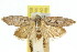  ( - 11ANIC-08100)  @11 [ ] CreativeCommons - Attribution (2011) ANIC/CBG Photography Group Centre for Biodiversity Genomics