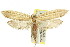  ( - 11ANIC-08125)  @11 [ ] CreativeCommons - Attribution (2011) ANIC/CBG Photography Group Centre for Biodiversity Genomics