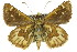  ( - 11ANIC-08194)  @12 [ ] CreativeCommons - Attribution (2011) ANIC/CBG Photography Group Centre for Biodiversity Genomics