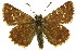  ( - 11ANIC-08195)  @14 [ ] CreativeCommons - Attribution (2011) ANIC/CBG Photography Group Centre for Biodiversity Genomics
