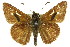  ( - 11ANIC-08209)  @13 [ ] CreativeCommons - Attribution (2011) ANIC/CBG Photography Group Centre for Biodiversity Genomics
