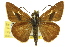 ( - 11ANIC-08210)  @14 [ ] CreativeCommons - Attribution (2011) ANIC/CBG Photography Group Centre for Biodiversity Genomics