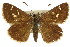  ( - 11ANIC-08218)  @11 [ ] CreativeCommons - Attribution (2011) ANIC/CBG Photography Group Centre for Biodiversity Genomics