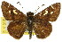  ( - 11ANIC-08220)  @11 [ ] CreativeCommons - Attribution (2011) ANIC/CBG Photography Group Centre for Biodiversity Genomics