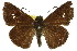  ( - 11ANIC-08229)  @13 [ ] CreativeCommons - Attribution (2011) ANIC/CBG Photography Group Centre for Biodiversity Genomics