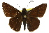  (Toxidia inornatus - 11ANIC-08231)  @13 [ ] CreativeCommons - Attribution (2011) ANIC/CBG Photography Group Centre for Biodiversity Genomics