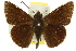  ( - 11ANIC-08232)  @13 [ ] CreativeCommons - Attribution (2011) ANIC/CBG Photography Group Centre for Biodiversity Genomics
