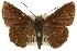  ( - 11ANIC-08233)  @11 [ ] CreativeCommons - Attribution (2011) ANIC/CBG Photography Group Centre for Biodiversity Genomics